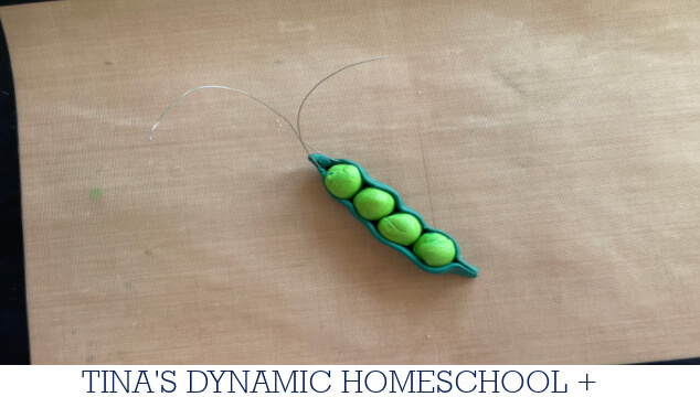 Why Mendel Chose Peas | How to Make a Peas in a Pod Keychain