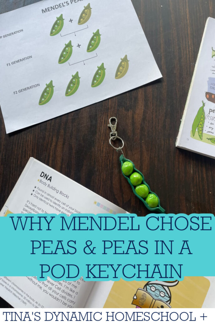 Why Mendel Chose Peas | How to Make a Peas in a Pod Keychain