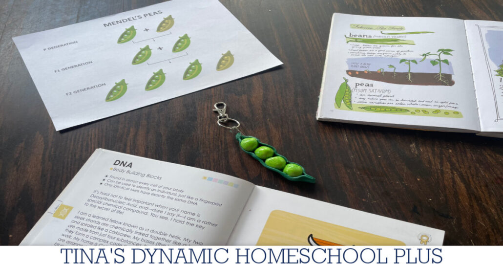 Why Mendel Chose Peas | How to Make a Peas in a Pod Keychain