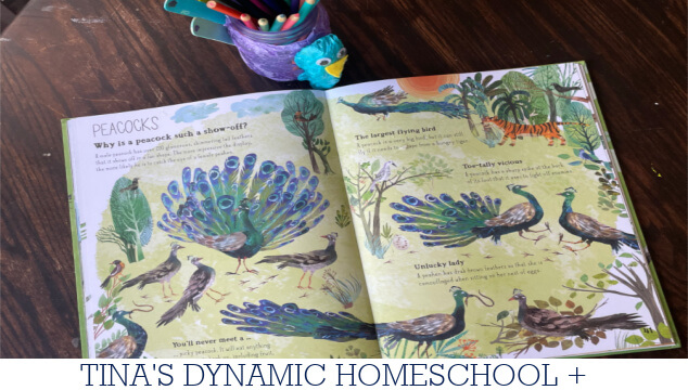 P Is For Peacock Craft | Peacock Quick Study