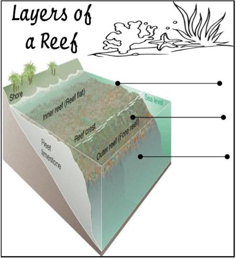 Coral Reef Unit Study, Lapbook and Hands-on Ideas